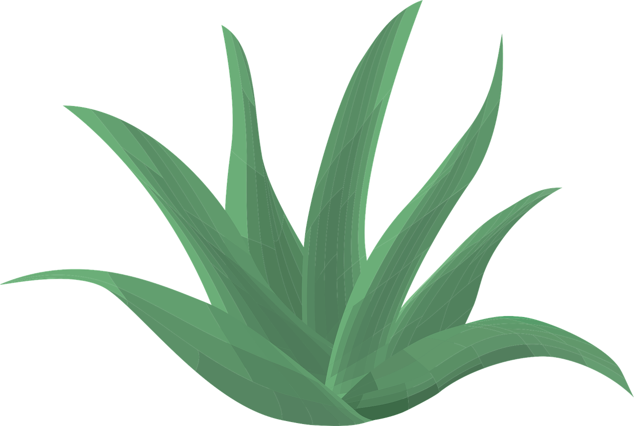 Image of Aloe Vera.