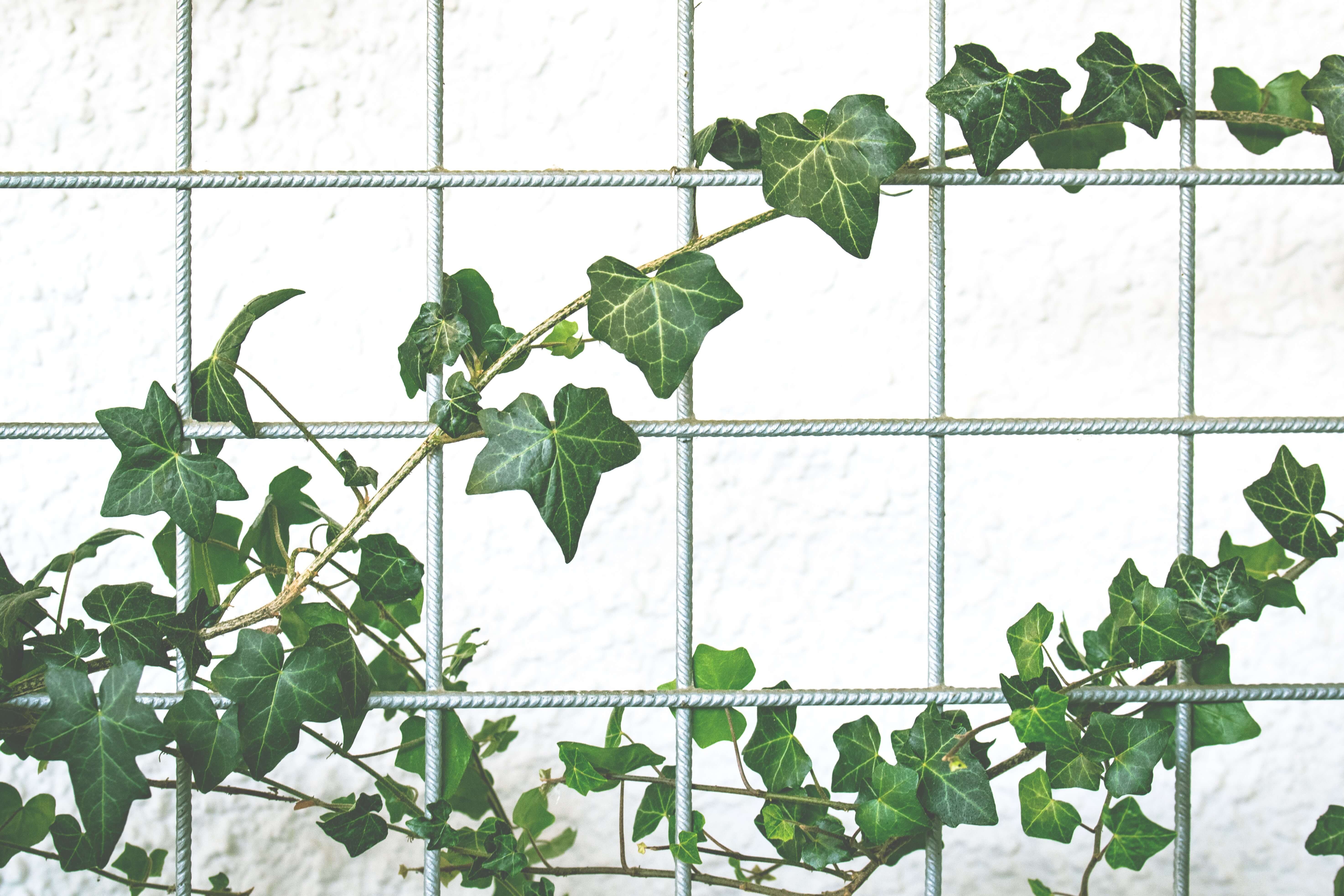 Image of English Ivy.