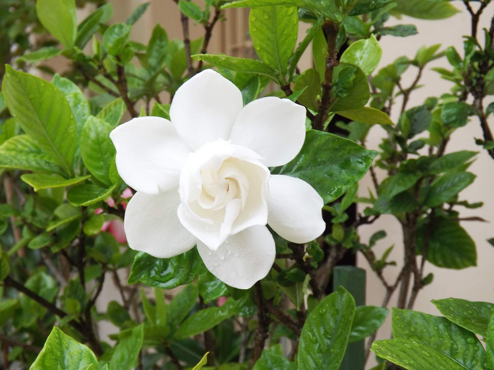 Image of Gardenia.