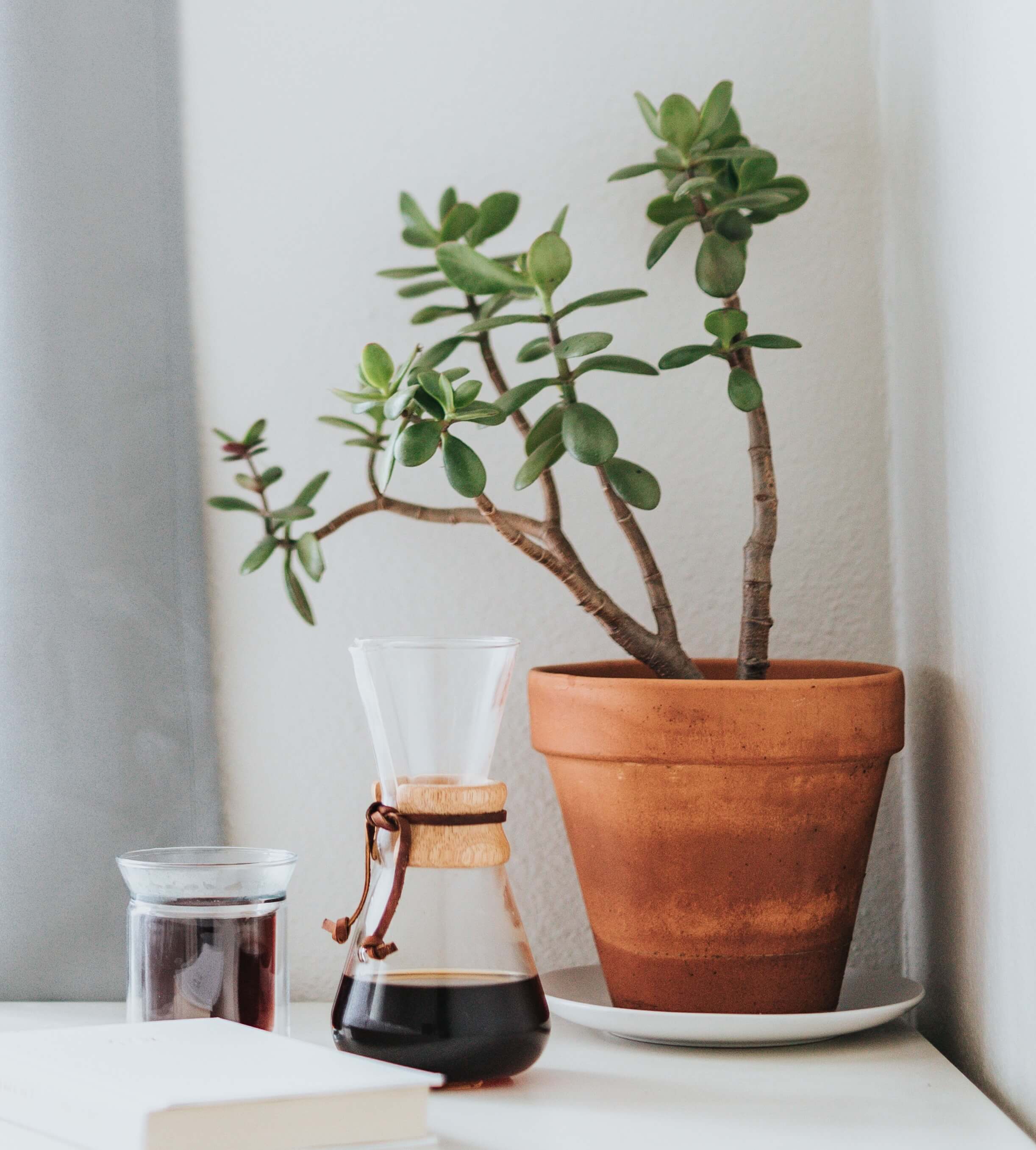 Image of a Jade plant.