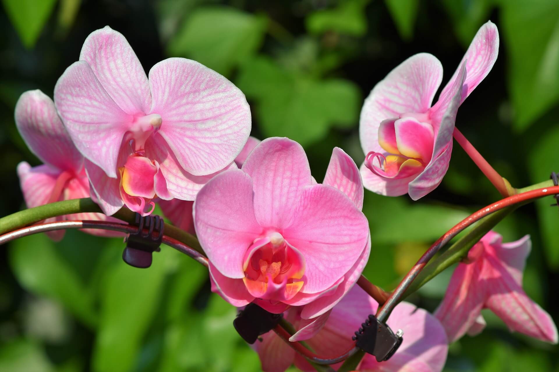 Image of Moth Orchid.
