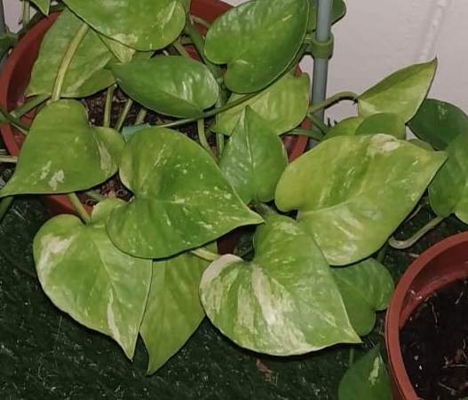 Image of Pothos Plant.