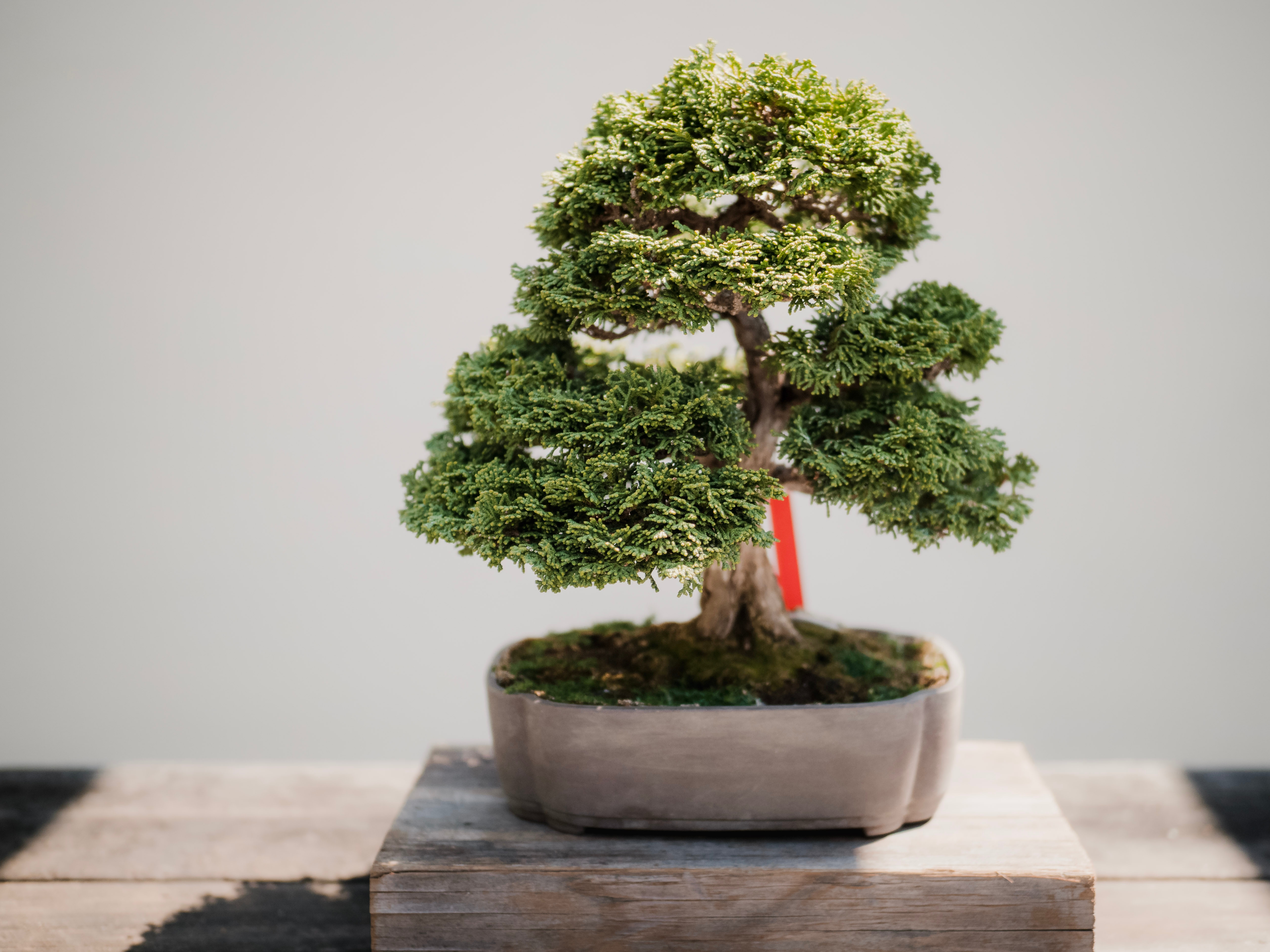 Image of Ficus Bonsai.